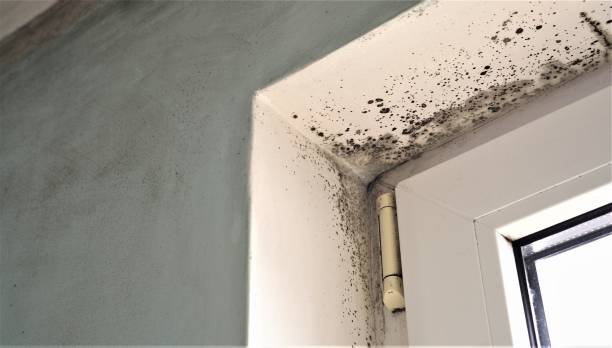 Asbestos and Lead Testing During Mold Inspection