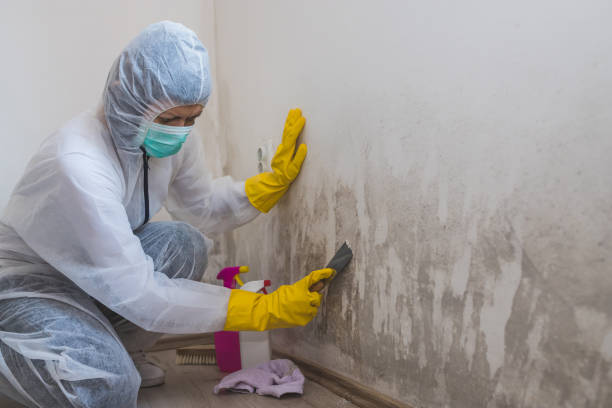 Reliable Brunswick, GA Mold Removal Solutions