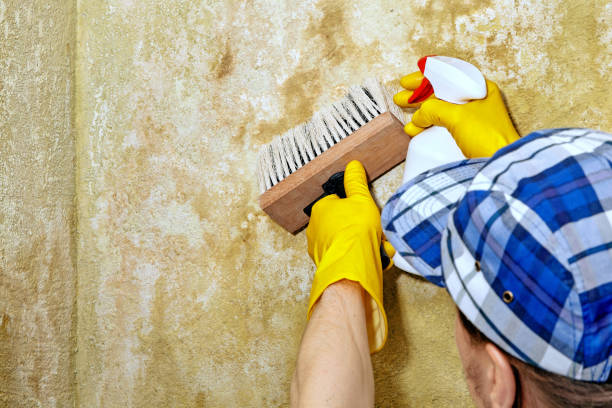 Best Mold Prevention Services  in Brunswick, GA