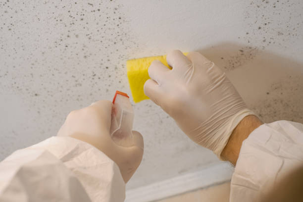 Best Attic Mold Removal  in Brunswick, GA