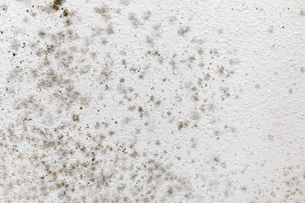 Mold Removal for HVAC Installations in Brunswick, GA