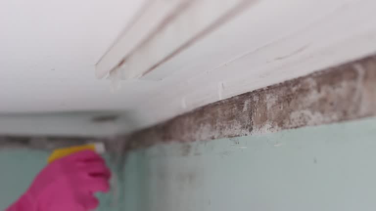 Best Asbestos and Lead Testing During Mold Inspection  in Brunswick, GA